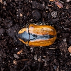 Chondropyga dorsalis at Penrose, NSW - suppressed