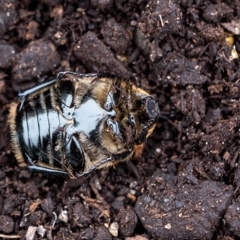 Chondropyga dorsalis at Penrose, NSW - suppressed