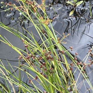 Juncus articulatus at Fyshwick, ACT - 20 Jan 2023 12:28 PM