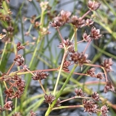 Juncus articulatus at Fyshwick, ACT - 20 Jan 2023 12:28 PM