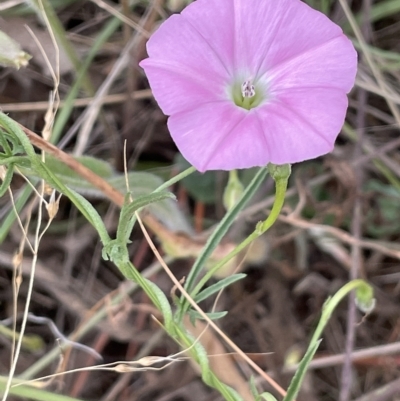 Convolvulus angustissimus subsp. angustissimus (Australian Bindweed) at Fyshwick, ACT - 20 Jan 2023 by JaneR