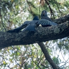 Callocephalon fimbriatum (Gang-gang Cockatoo) at Wingecarribee Local Government Area - 10 Feb 2023 by Aussiegall