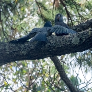 Callocephalon fimbriatum at Penrose, NSW - 10 Feb 2023