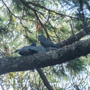 Callocephalon fimbriatum at Penrose, NSW - 10 Feb 2023