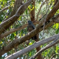 Callocephalon fimbriatum at Penrose, NSW - 10 Feb 2023