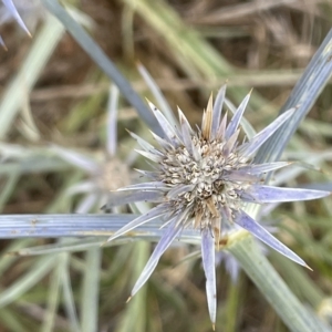 Eryngium ovinum at Fyshwick, ACT - 20 Jan 2023