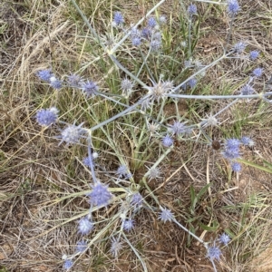 Eryngium ovinum at Fyshwick, ACT - 20 Jan 2023 12:20 PM