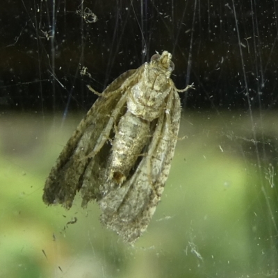 Acroceuthes metaxanthana (Dog-faced Bell Moth) at Charleys Forest, NSW - 12 Feb 2023 by arjay