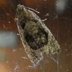 Acroceuthes metaxanthana at suppressed - 12 Feb 2023