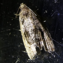 Acroceuthes metaxanthana at Charleys Forest, NSW - 12 Feb 2023