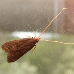 Achoria inopina (A Longhorned Moth (family Leciithoceridae)) at Charleys Forest, NSW - 12 Feb 2023 by arjay