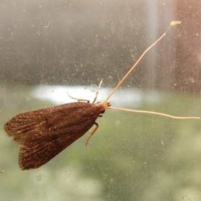 Achoria inopina (A Longhorned Moth (family Leciithoceridae)) at QPRC LGA - 11 Feb 2023 by arjay