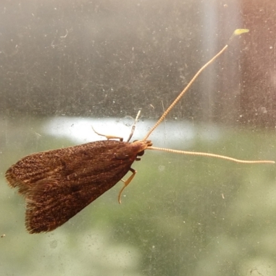 Achoria inopina (A Longhorned Moth (family Leciithoceridae)) at Charleys Forest, NSW - 12 Feb 2023 by arjay