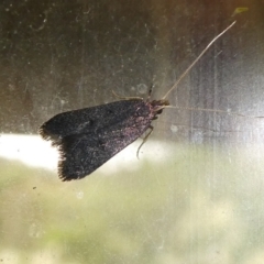 Achoria inopina at Charleys Forest, NSW - 12 Feb 2023