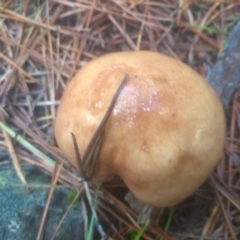 Suillus sp. (A bolete ) at Glenbog State Forest - 10 Feb 2023 by mahargiani