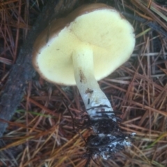 Suillus sp. at Steeple Flat, NSW - 11 Feb 2023