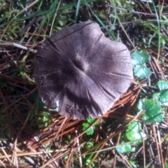 Tricholoma sp. (gills white/creamy) at Steeple Flat, NSW - 10 Feb 2023 by mahargiani