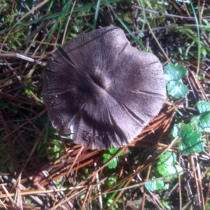 Tricholoma sp. (gills white/creamy) at Steeple Flat, NSW - 11 Feb 2023 09:06 AM