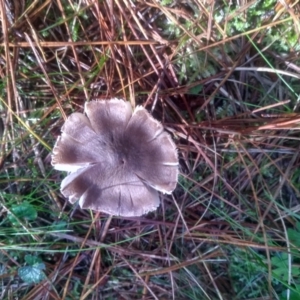 Tricholoma sp. (gills white/creamy) at Steeple Flat, NSW - 11 Feb 2023 09:06 AM