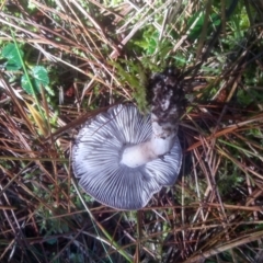 Tricholoma sp. (gills white/creamy) at Steeple Flat, NSW - 11 Feb 2023