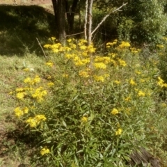 Senecio linearifolius var. latifolius at Steeple Flat, NSW - 11 Feb 2023 by mahargiani