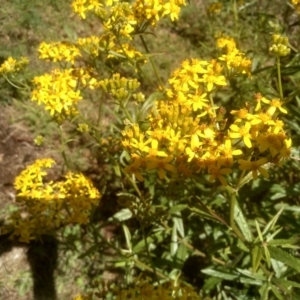 Senecio linearifolius var. latifolius at Steeple Flat, NSW - 11 Feb 2023 09:40 AM