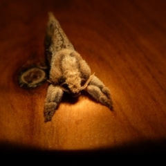 Elhamma australasiae (A Swift or Ghost moth (Hepialidae)) at Charleys Forest, NSW - 11 Feb 2023 by arjay