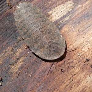 Laxta granicollis at Charleys Forest, NSW - suppressed