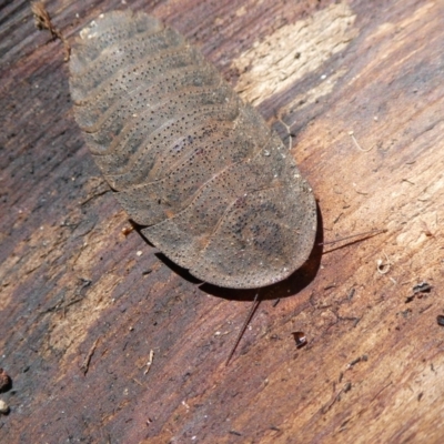Laxta granicollis (Common bark or trilobite cockroach) at Mongarlowe River - 31 Jan 2023 by arjay