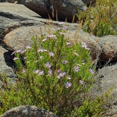 Olearia tenuifolia (Narrow-leaved Daisybush) at Tinderry Nature Reserve - 25 Jan 2023 by Philip