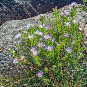 Olearia tenuifolia at Michelago, NSW - 25 Jan 2023