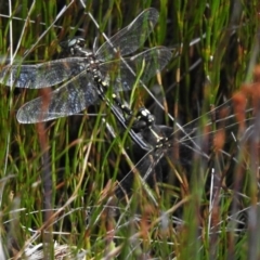 Synthemis eustalacta (Swamp Tigertail) at Namadgi National Park - 10 Feb 2023 by JohnBundock