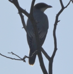 Coracina novaehollandiae (Black-faced Cuckooshrike) at Queanbeyan West, NSW - 12 Feb 2023 by Paul4K