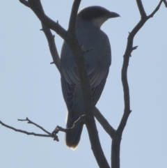 Coracina novaehollandiae (Black-faced Cuckooshrike) at Queanbeyan West, NSW - 11 Feb 2023 by Paul4K