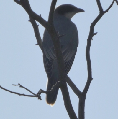 Coracina novaehollandiae (Black-faced Cuckooshrike) at Queanbeyan West, NSW - 11 Feb 2023 by Paul4K
