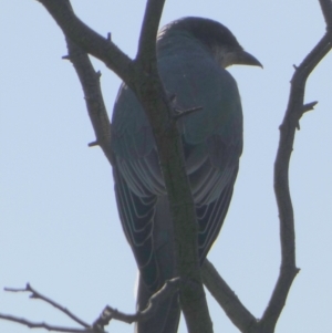 Coracina novaehollandiae at Queanbeyan West, NSW - 12 Feb 2023