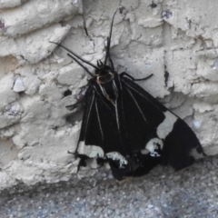 Nyctemera amicus (Senecio or Magpie moth) at Wanniassa, ACT - 11 Feb 2023 by JohnBundock