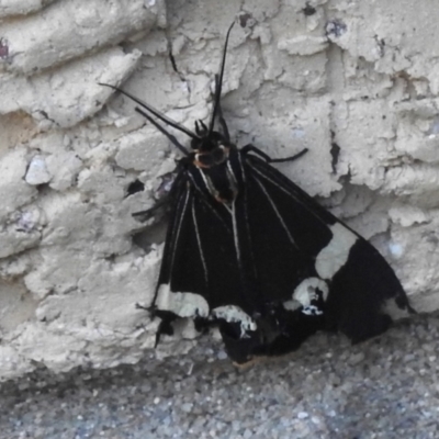 Nyctemera amicus (Senecio Moth, Magpie Moth, Cineraria Moth) at Wanniassa, ACT - 11 Feb 2023 by JohnBundock