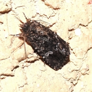 Ectopatria horologa at Wanniassa, ACT - 11 Feb 2023