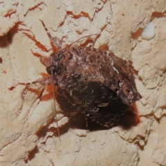 Ectopatria horologa at Wanniassa, ACT - 11 Feb 2023 10:07 PM