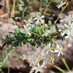 Bursaria spinosa subsp. lasiophylla (Australian Blackthorn) at O'Malley, ACT - 12 Feb 2023 by Mike