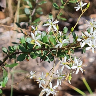 Bursaria spinosa subsp. lasiophylla (Australian Blackthorn) at Mount Mugga Mugga - 12 Feb 2023 by Mike