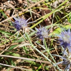 Eryngium ovinum (Blue Devil) at Mount Mugga Mugga - 12 Feb 2023 by Mike