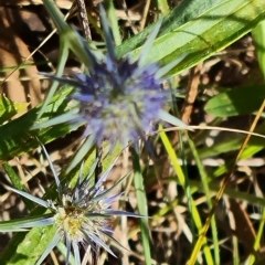 Eryngium ovinum at O'Malley, ACT - 12 Feb 2023