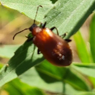 Ecnolagria grandis (Honeybrown beetle) at Mount Mugga Mugga - 11 Feb 2023 by Mike