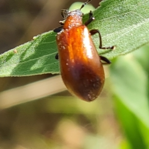 Ecnolagria grandis at O'Malley, ACT - 12 Feb 2023 10:41 AM