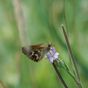 Atkinsia dominula at Paddys River, ACT - suppressed