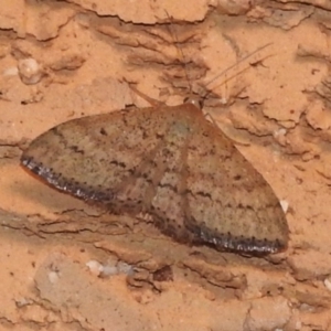 Scopula rubraria at Wanniassa, ACT - 11 Feb 2023