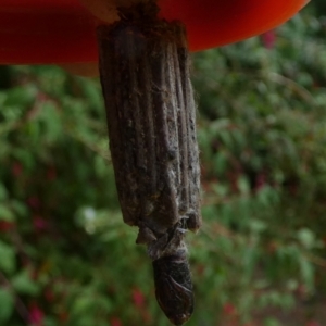 Clania lewinii & similar Casemoths at Queanbeyan, NSW - suppressed