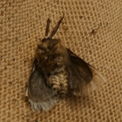 Clania lewinii & similar Casemoths at Queanbeyan, NSW - suppressed